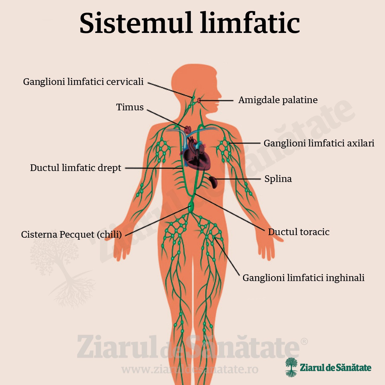inflamația articulară este o afectare a sistemului limfatic)